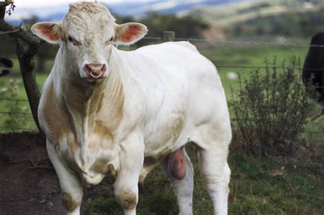 Benjy The Charolais Breeding Bull Faces Slaughter For Being Gay Daily