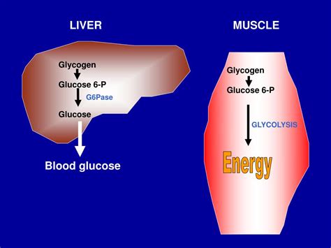 Ppt Glycogen Metabolism Powerpoint Presentation Free