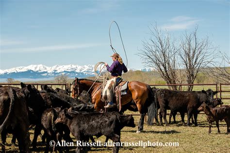 Cowgirl Jennie Heath Drags Calves To The Fire At Lazy Sr Ranch Branding In Wilsall Montana