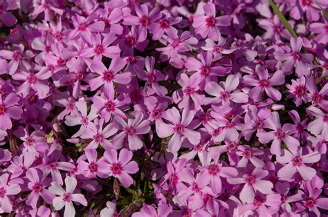 Creeping Phlox Plant Care And Growing Guide