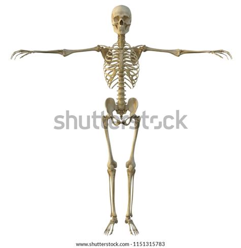 3d Render Human Male Skeleton Isolated Stock Illustration 1151315783