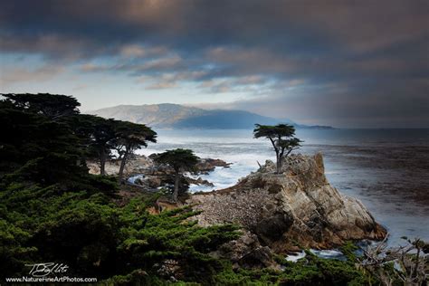 The Lone Cypress Monterey Photo Nature Photos