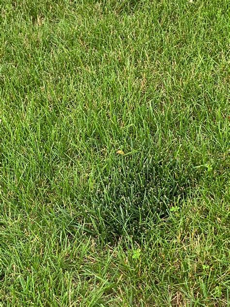 Any Idea What These Dark Green Patches Of Grass Are In My Lawn Lawncare