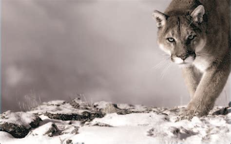 Oficial O Puma Do Leste é Declarado Extinto Curiosidades Da Terra