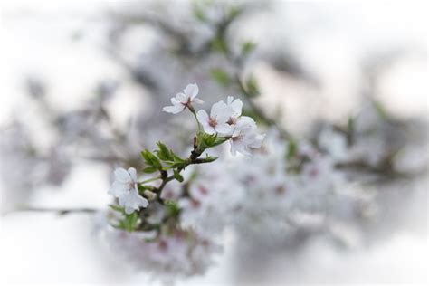 Cherry Blossoms A Photo On Flickriver