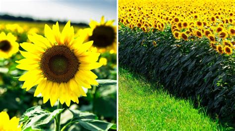 How To Grow Giant Sunflowers The Kids Will Love It Garden Beds