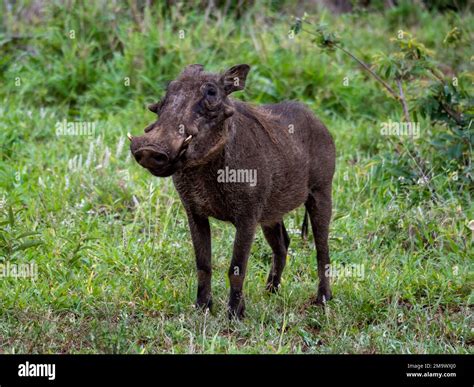 A Common Warthog Phacochoerus Africanus Standing On Grass Kruger