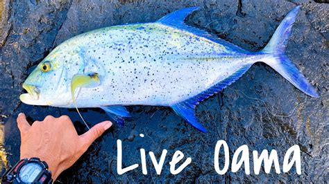 Using Oama To Catch Good Size Papio Hawaii Fishing Youtube
