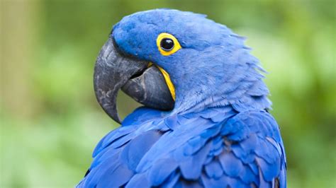 The Parrot Beak Bechewy