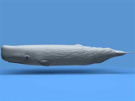 sperm whale 3d model