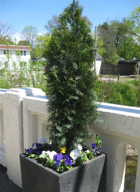 Custom theme for springtime garden centre by mediateknix. Avon Garden Club readies for annual plant sale with ...