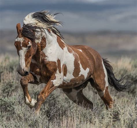 Wild Horse Photography Collective Wild Horses Mustangs Wild Horse