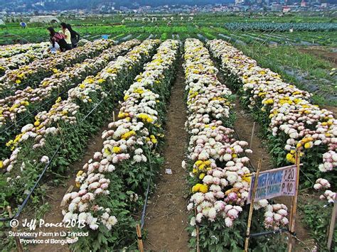 Bisayang Manlalakbay Around The Philippines Vegetable