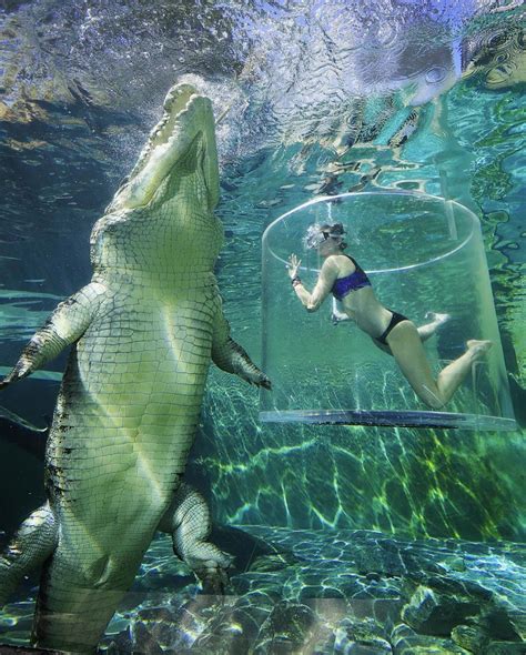 Cage Diving With A Gigantic Crocodile In Darwin Australia Saltwater