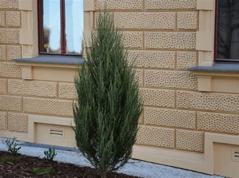 Buy, repair and remodel devastated houses. Tan Bark Garden Mulch Stock Photos, Pictures & Royalty ...