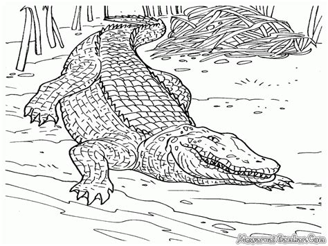 Cute nile crocodile coloring pages. Coloring Pages Of Baby Crocodile - Coloring Home