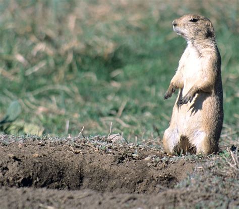 Prairie Dog Learn About Nature