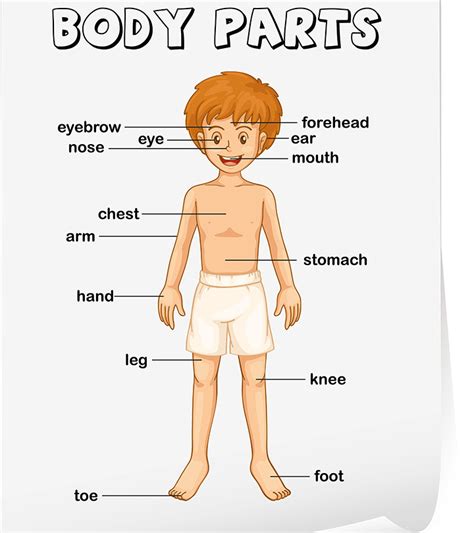 Look at the picture and the numbers on it and write the body parts in the crossword puzzle. Teaching Body Parts To Children