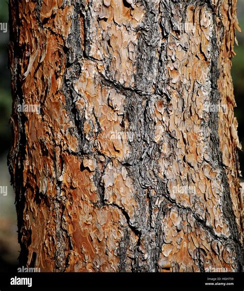 Ponderosa Pine Tree Trunk Bark In The Forest Stock Photo Alamy