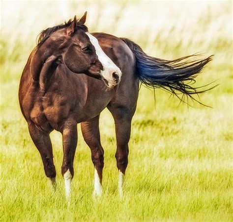 Royalty Free Quarter Horse Pictures Images And Stock Photos Istock
