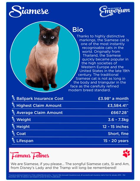 Top Pets Siamese Vs British Shorthair Blog