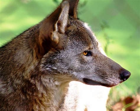Rwssp Of The Month—endangered Wolf Center Red Wolf Wolf Conservation