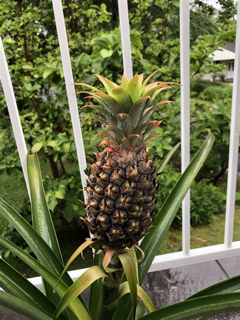 My Beautiful Pineapple 🍍 : gardening