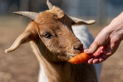 Texas 4 H Goats Project Texas Aandm Agrilife Extension Service