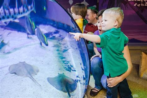 Explore More Creatures Sea Life Michigan Aquarium