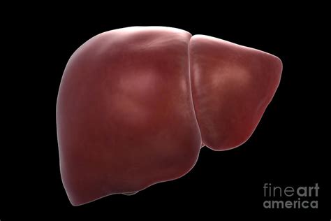 Human Liver Photograph By Science Picture Co Pixels