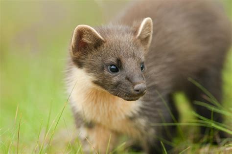 Marten are agile, quick animals that would give the appearance of being a cross between a raccoon and cat. Pine marten | NatureScot