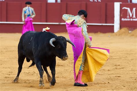 Images Gratuites Taureau Des Sports Performance Arène Un