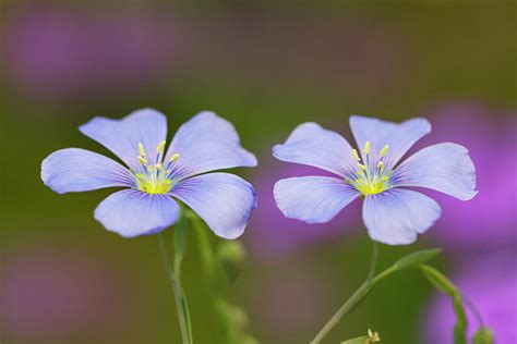 Wild Blue Flax Flowers Linum Lewisii Photograph By Adam Jones Fine
