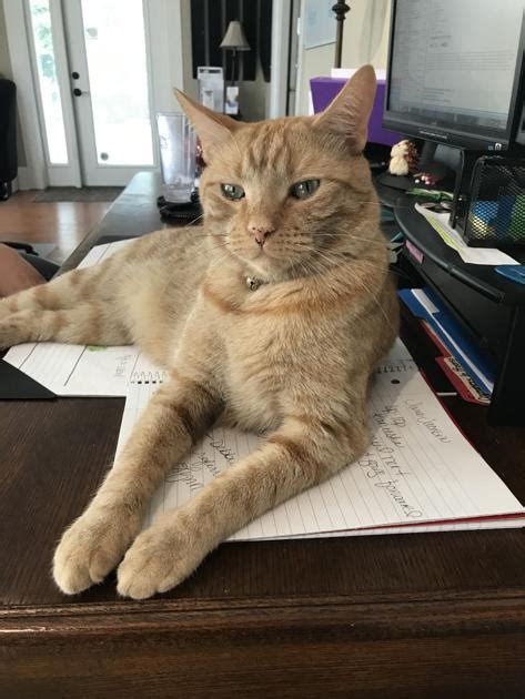 Lost Cat Orange Tabby Near Downtown Southern Pines Update Found