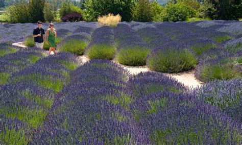 Not Just The Wine Is Purple In Sonoma Visiting Fields Of Lavender