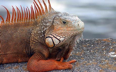 Inspired by galapagos islands animals. Wildlife of Galapagos Islands 'devastated by ocean warming ...