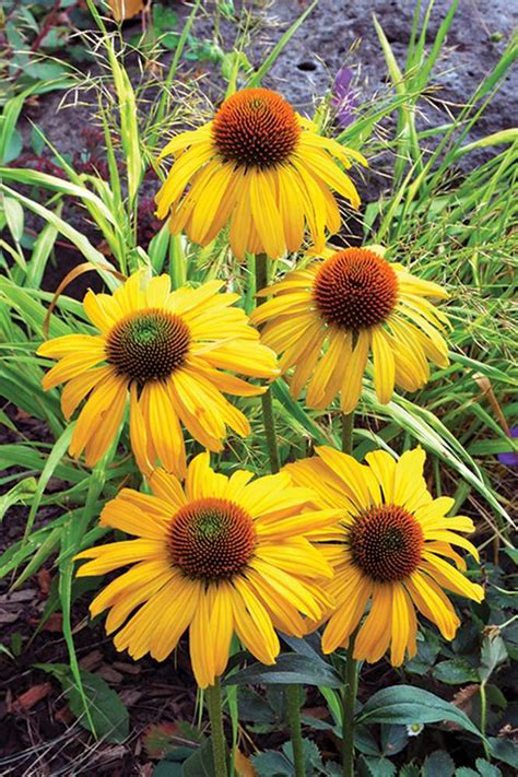 Top 35 Coneflower Varieties And Care Tips
