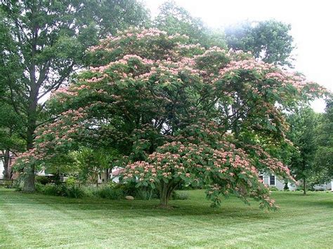 34 Fast Growing Shade Trees That Are Summer Approved Shade Trees