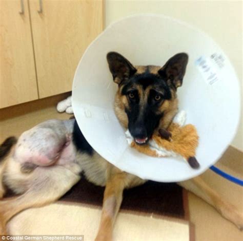 German Shepherd Puppy Has His Leg Amputated After He Chewed Through