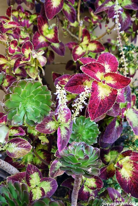 Why Im Letting My Ginormous Coleus Flower Like Crazy This Year