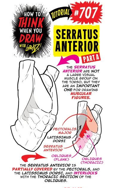 The Etherington Brothers How To Think When You Draw Serratus Anterior