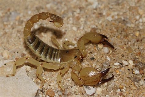 Escorpión Dorado De Israel Scorpio Maurus Cuidados En Cautiverio