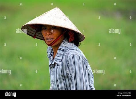 Weibliche Vietnamesische Arbeiten In Einem Reisfeld Paddy Die