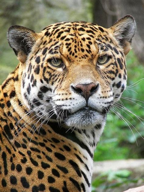 Belo Jaguar Large Cats Big Cats Cool Cats Cats And Kittens Wild
