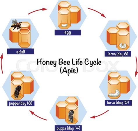 Science Honey Bee Life Cycle Stock Vector Colourbox
