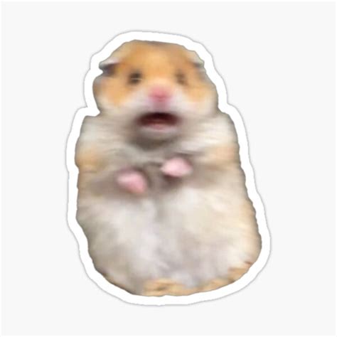 Scared Hamster Meme Sticker For Sale By Ellievivien Redbubble
