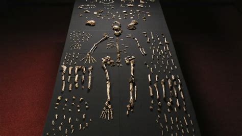 Remains Of Previously Unknown Human Species Found
