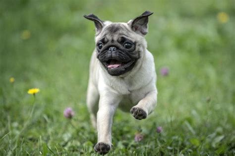 ¿bozal de cesta o bozal de tela? 20 razas de perros para tener en un piso - Con Nombres y Fotos