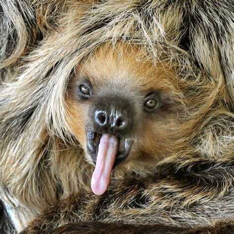 Sloth Sticking Out Tongue