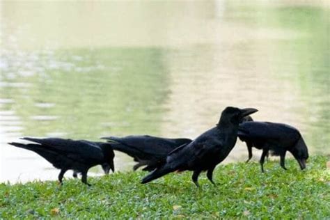 Do Crows Mate For Life All You Need To Know About Crow Mating 2023